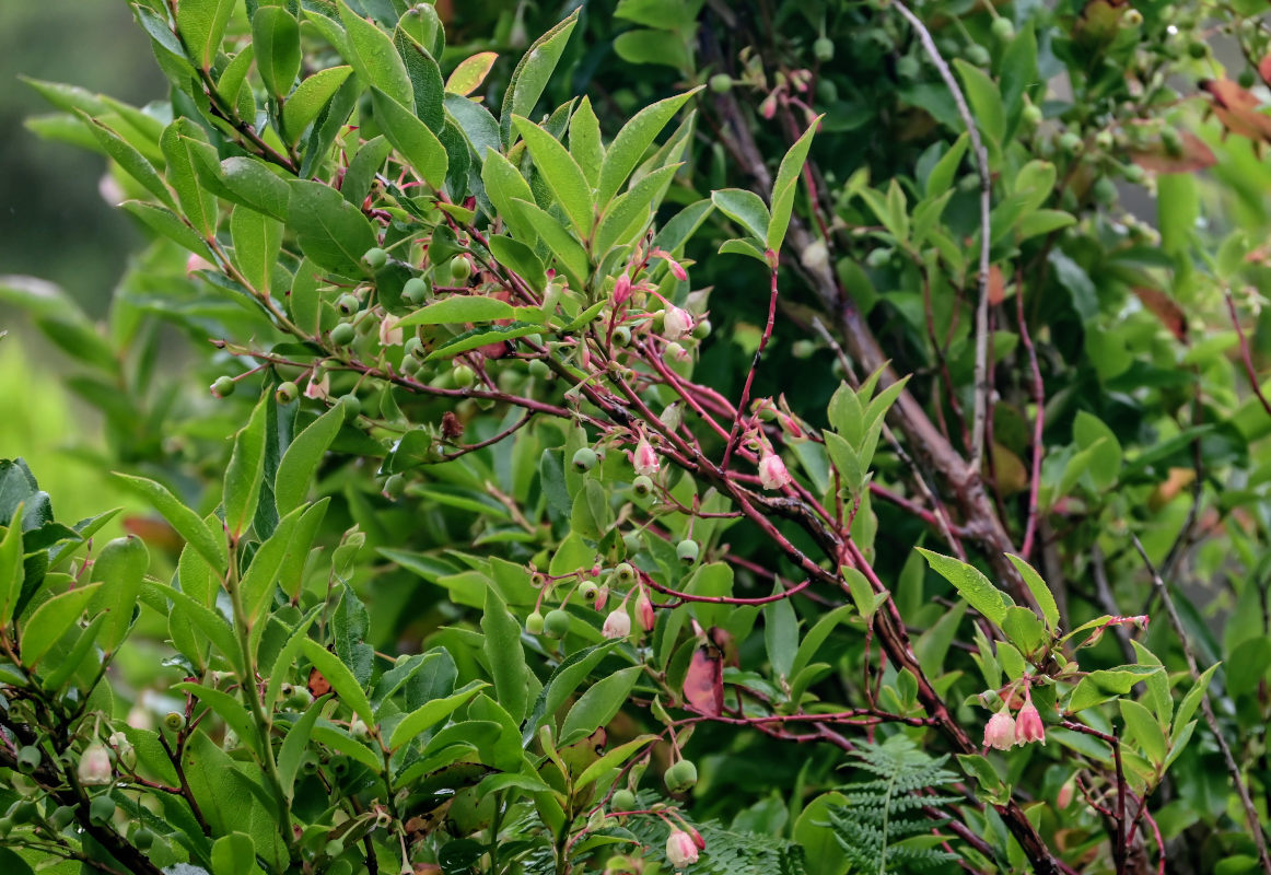 Изображение особи Vaccinium padifolium.