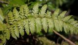 Polystichum setiferum. Часть вайи. Абхазия, Гудаутский р-н, Рицинский реликтовый национальный парк, дол. р. Юпшара, поляна в широколиственном лесу. 09.06.2025.