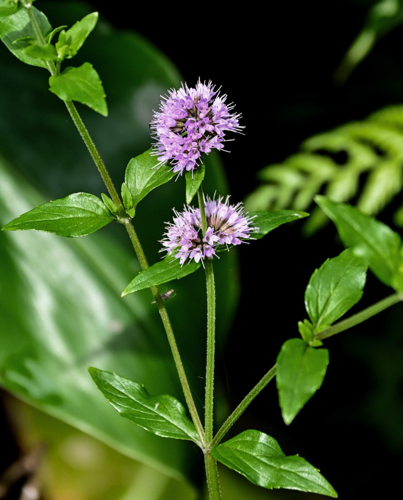 Изображение особи Mentha aquatica.
