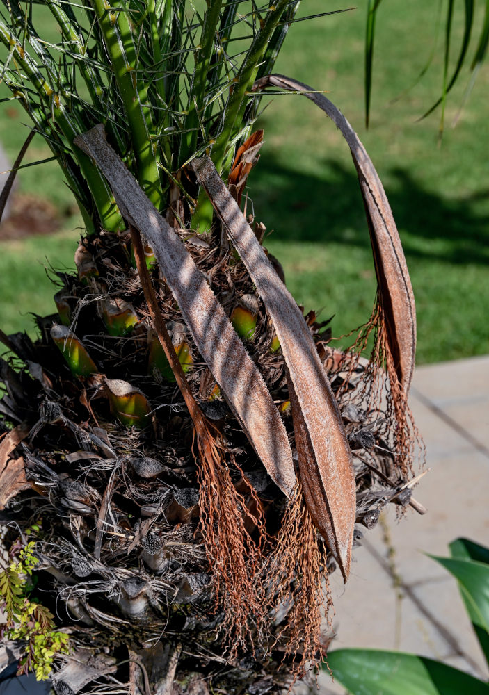 Изображение особи Phoenix roebelenii.