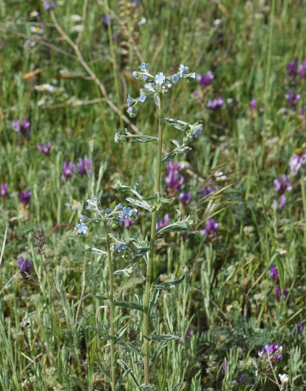 Изображение особи семейство Boraginaceae.
