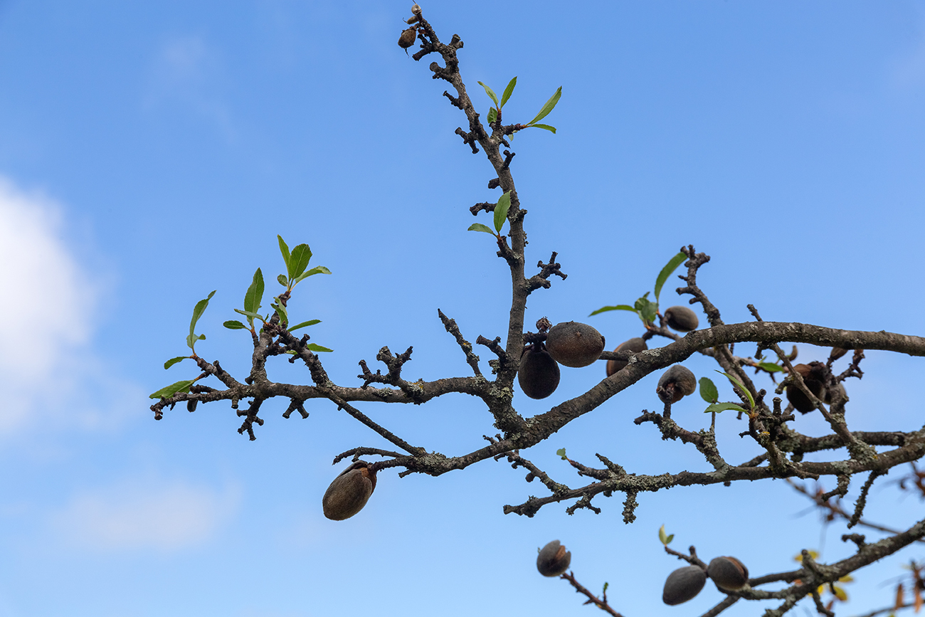 Image of Amygdalus communis specimen.