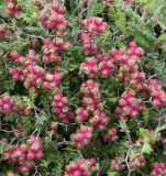 Sarcopoterium spinosum. Соплодия. Республика Кипр, окр. с. Мутайяка (Μουτταγιάκα), каменистый склон холма. 04.04.2026.