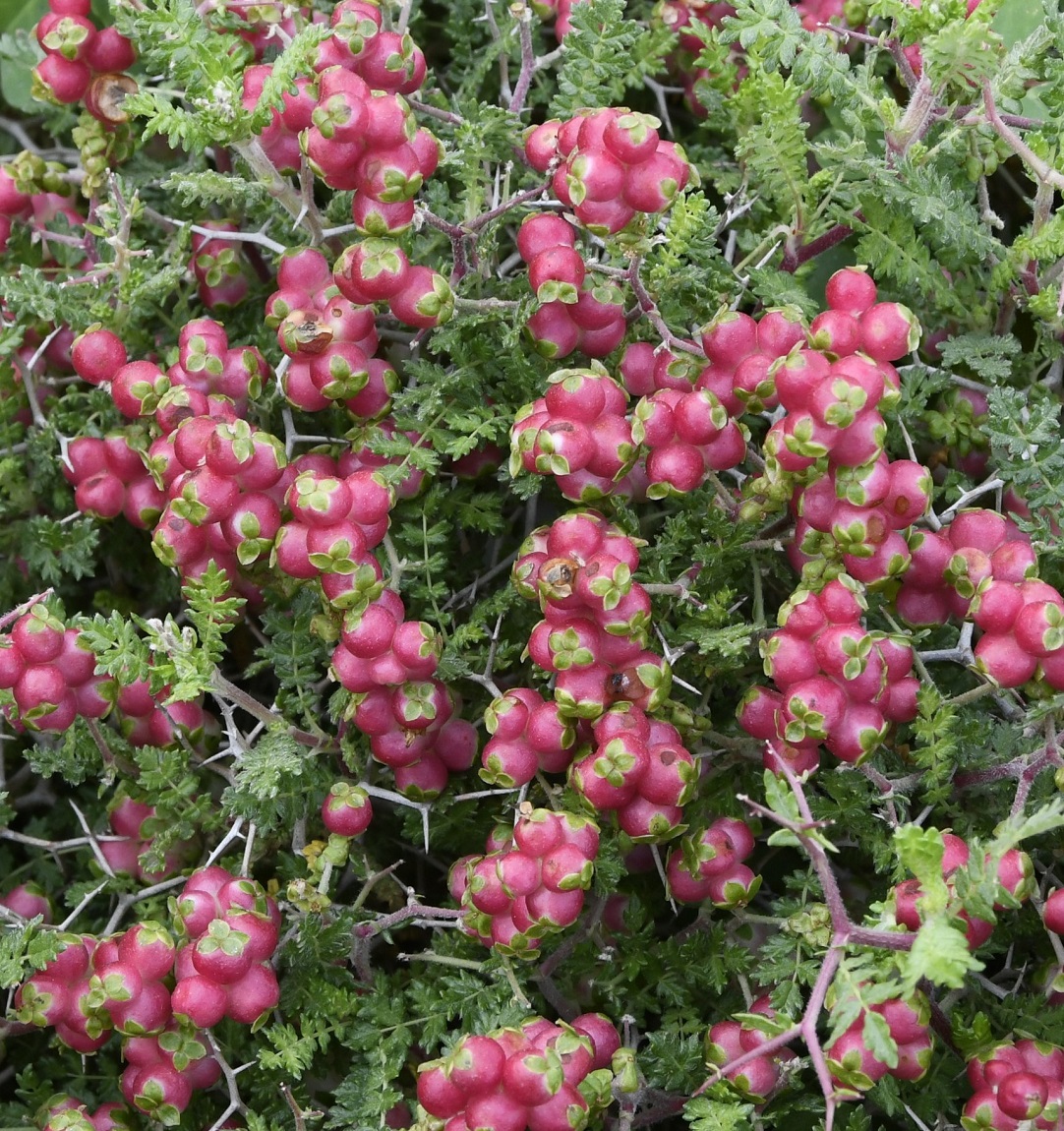 Изображение особи Sarcopoterium spinosum.