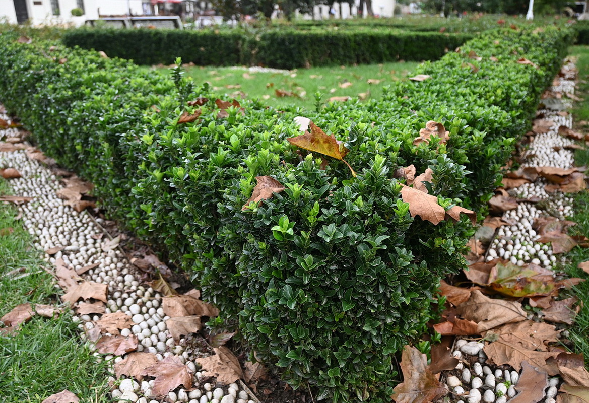 Изображение особи Euonymus japonicus.