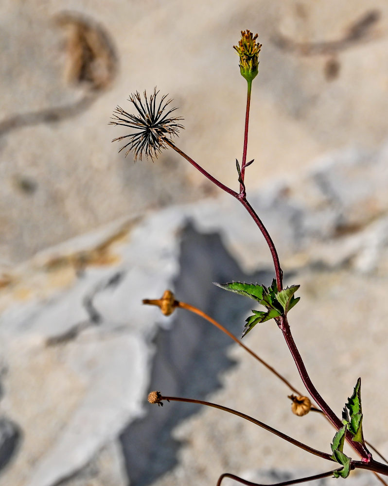 Изображение особи Bidens pilosa.