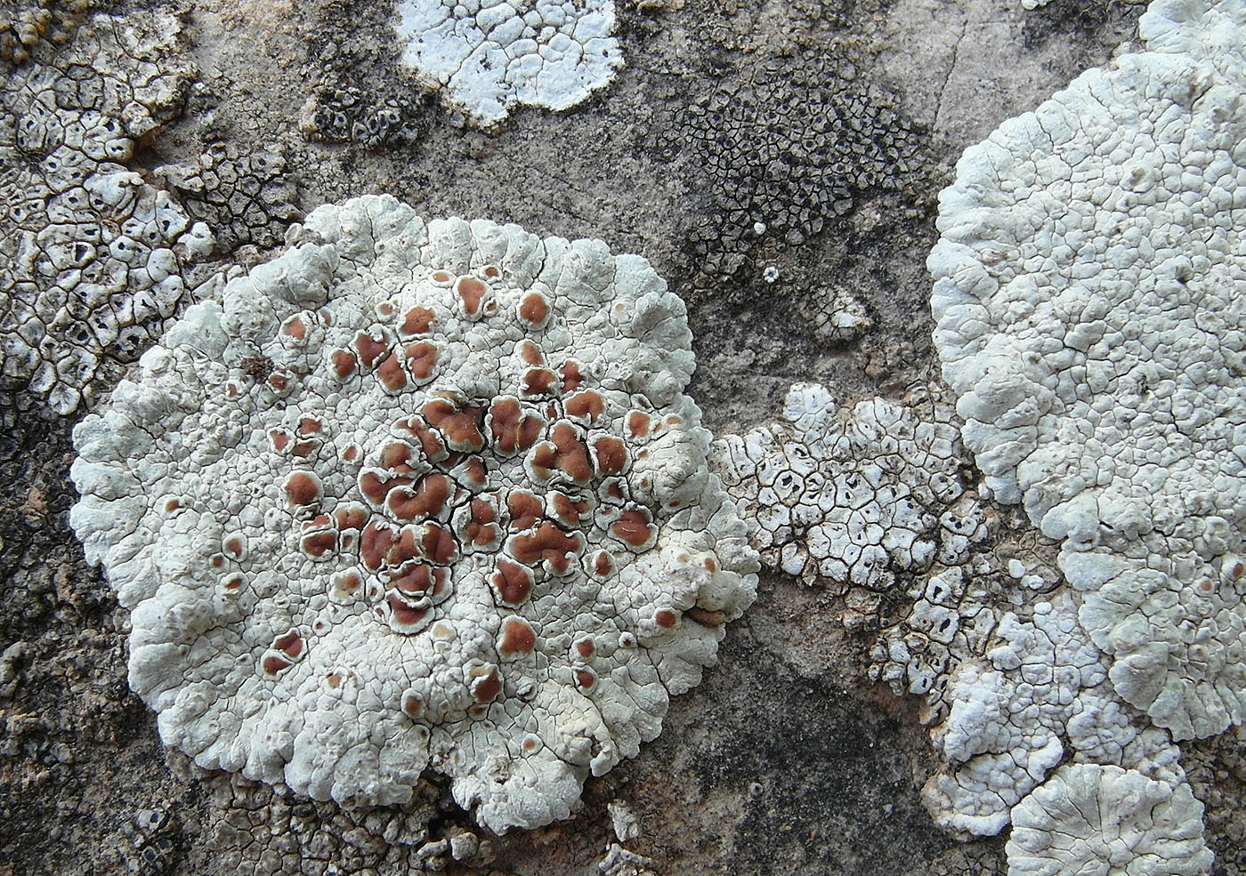 Image of Lecanora valesiaca specimen.