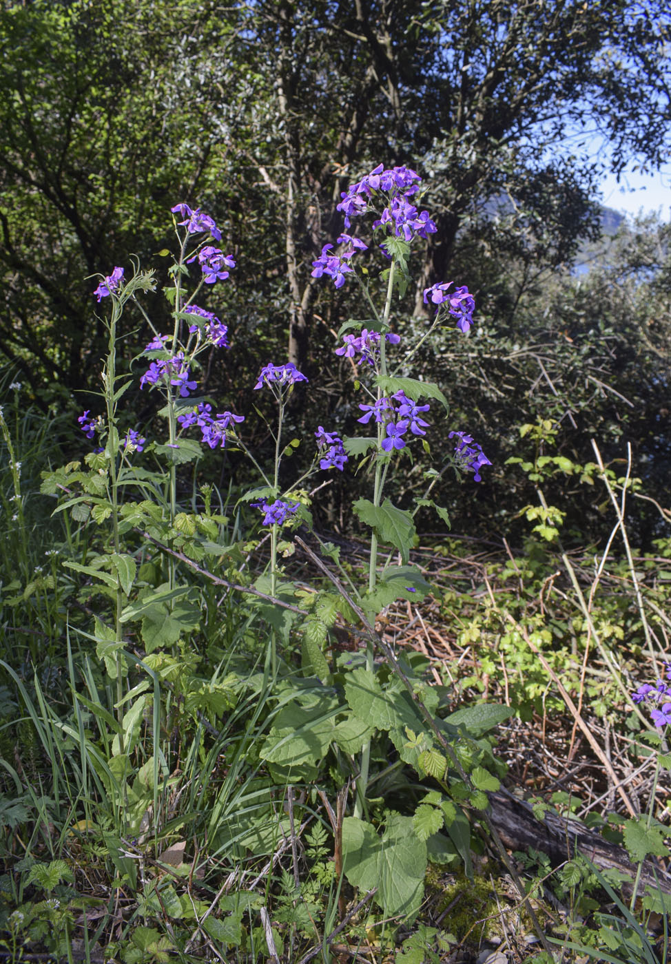 Изображение особи Lunaria annua.