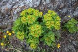 Euphorbia komaroviana. Верхушка цветущего растения с завязавшимися плодами (вокруг - Potentilla fragarioides). Приморский край, Хасанский р-н, п-ов Брюса, скала у моря. 03.05.2026.