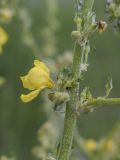 Verbascum pulverulentum. Часть соцветия с цветком, бутонами и завязями. Каталония, пров. Жирона, комарка Баш Эмпорда, муниципалитет Санта-Кристина-де-Аро, окр. н.п. Романья-де-ла-Сельва, бровка травяного откоса по обочине дороги. 06.06.2026.