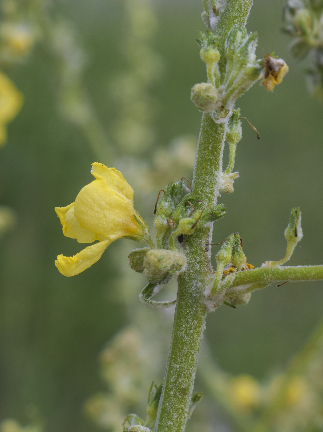 Изображение особи Verbascum pulverulentum.