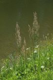 Rumex thyrsiflorus. Цветущие растения. С.-Петербург, Петергоф, Луговой парк, берег пруда. 07.06.2026.