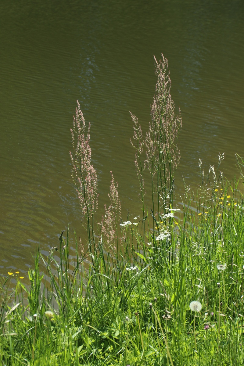 Image of Rumex thyrsiflorus specimen.