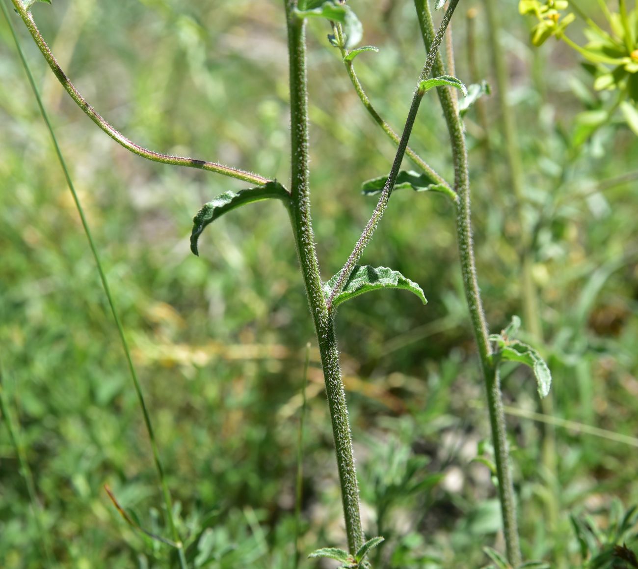 Image of genus Campanula specimen.