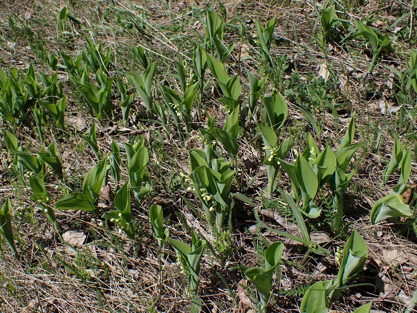Изображение особи Convallaria keiskei.