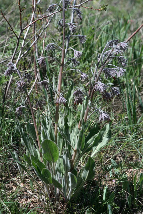 Image of Rindera oblongifolia specimen.