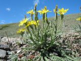 genus Scorzonera