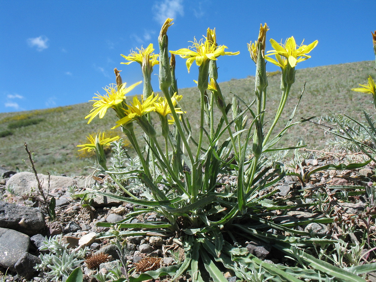 Image of genus Scorzonera specimen.