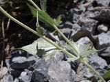 genus Cousinia