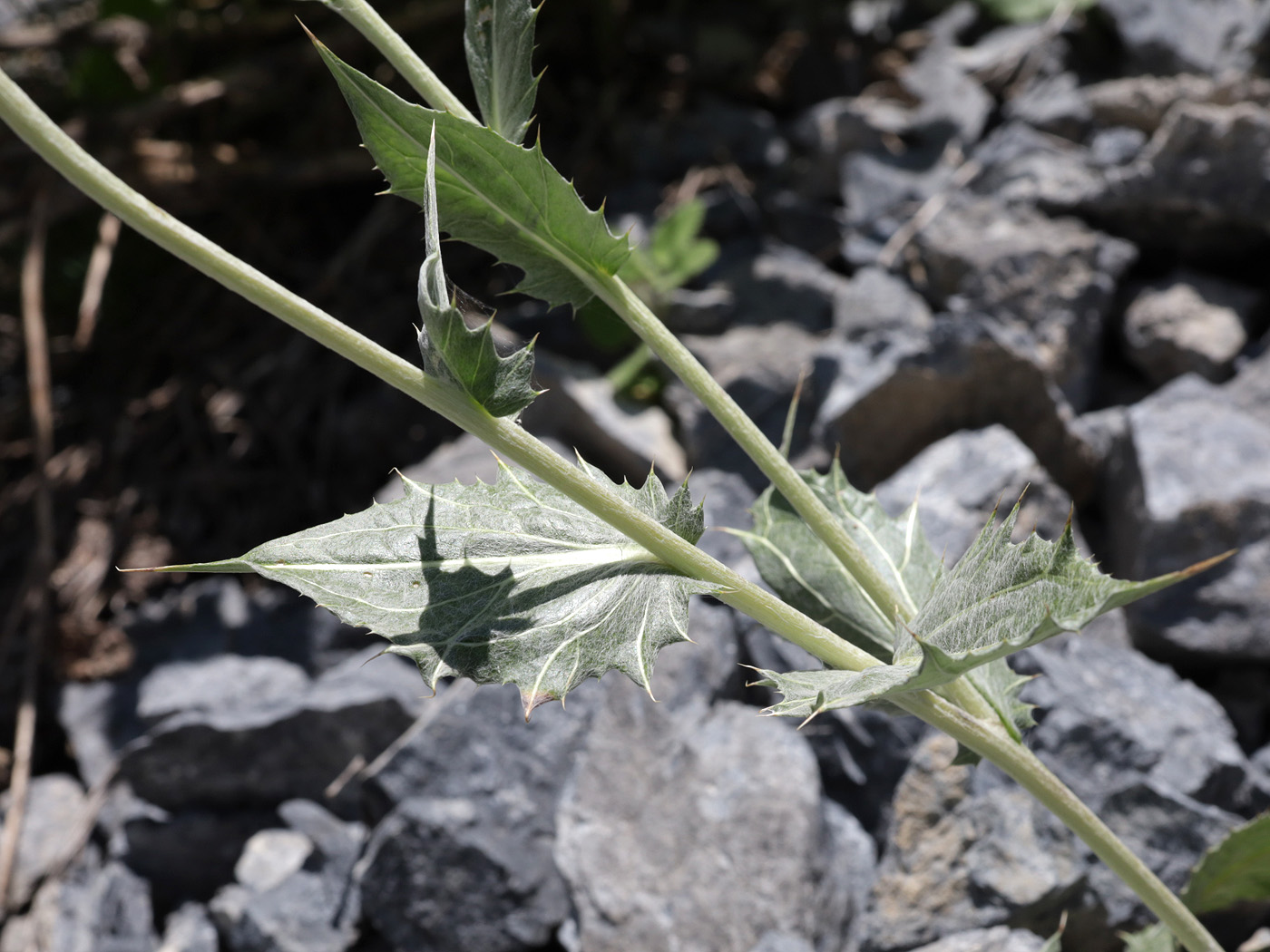 Image of genus Cousinia specimen.