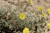 Helianthemum songaricum