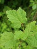 Ribes rubrum. Листья. Беларусь, Витебская обл., пос. Езерище, сад. 11.07.2026.