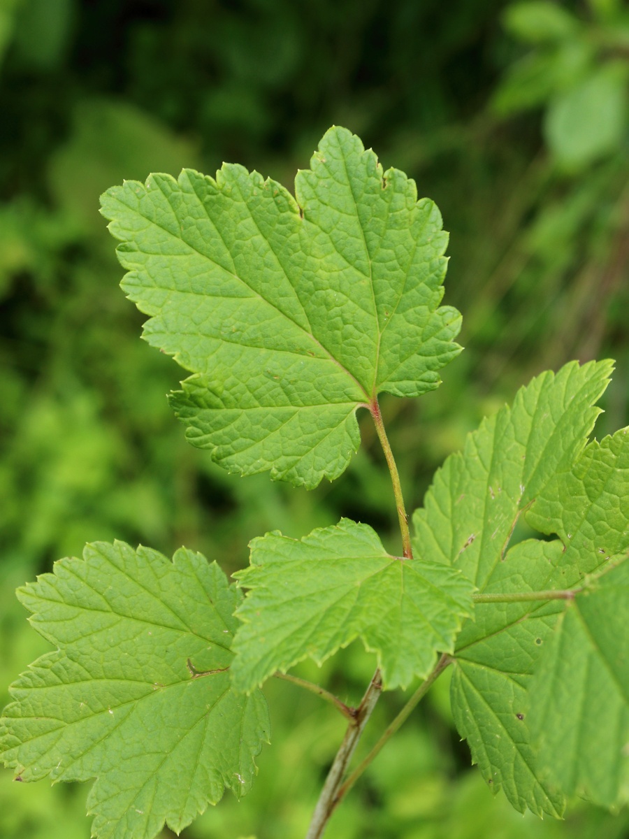 Image of Ribes rubrum specimen.