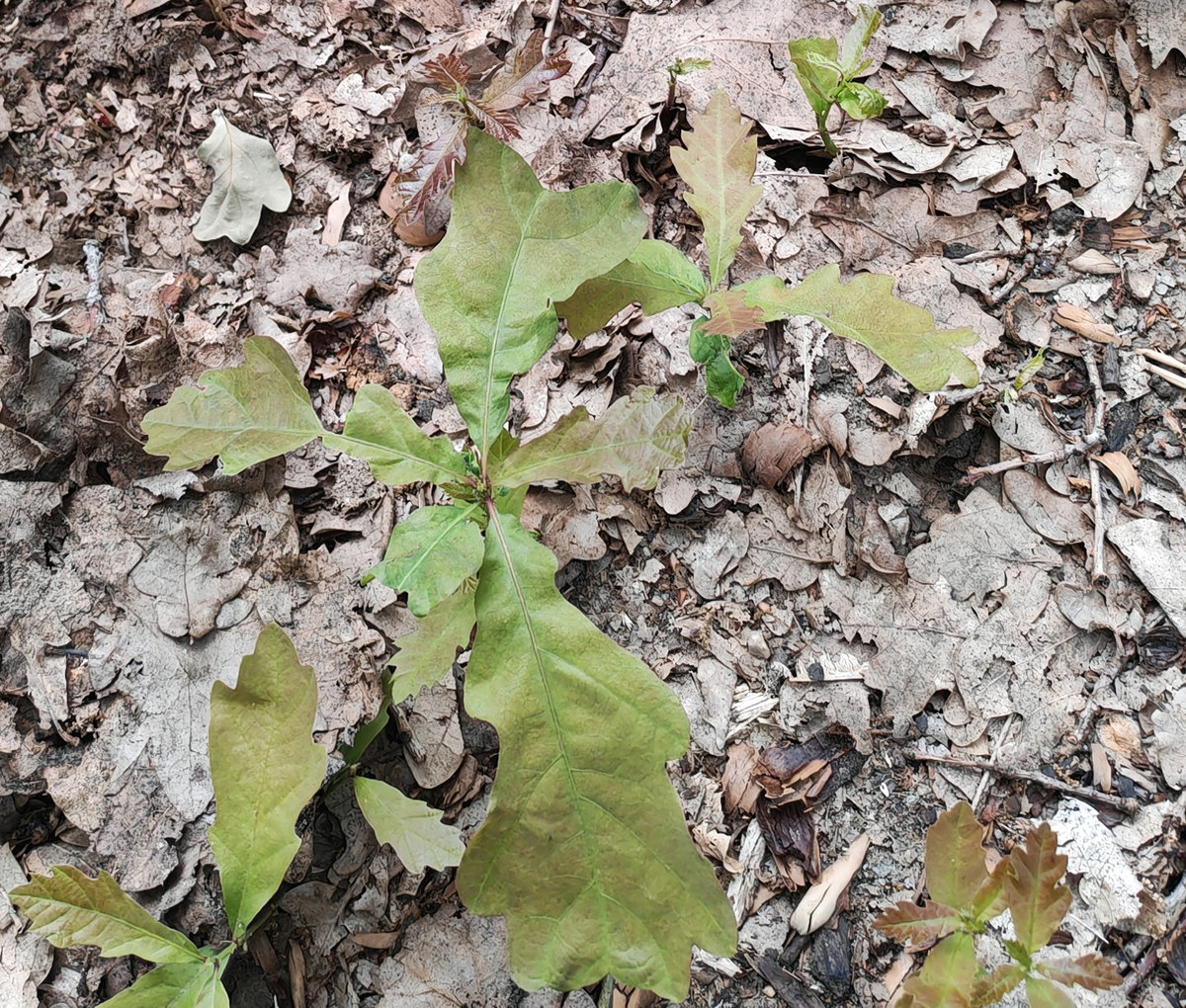 Изображение особи Quercus robur.