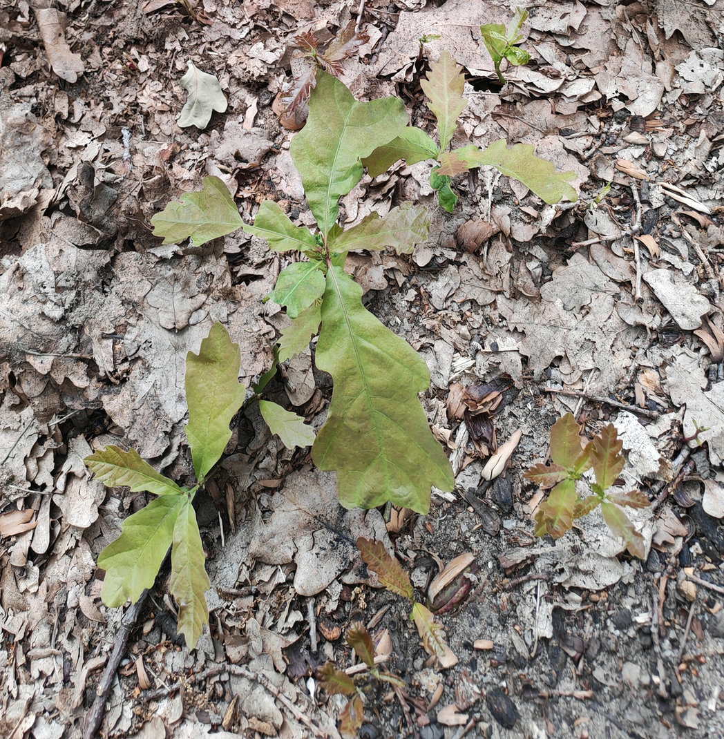 Изображение особи Quercus robur.