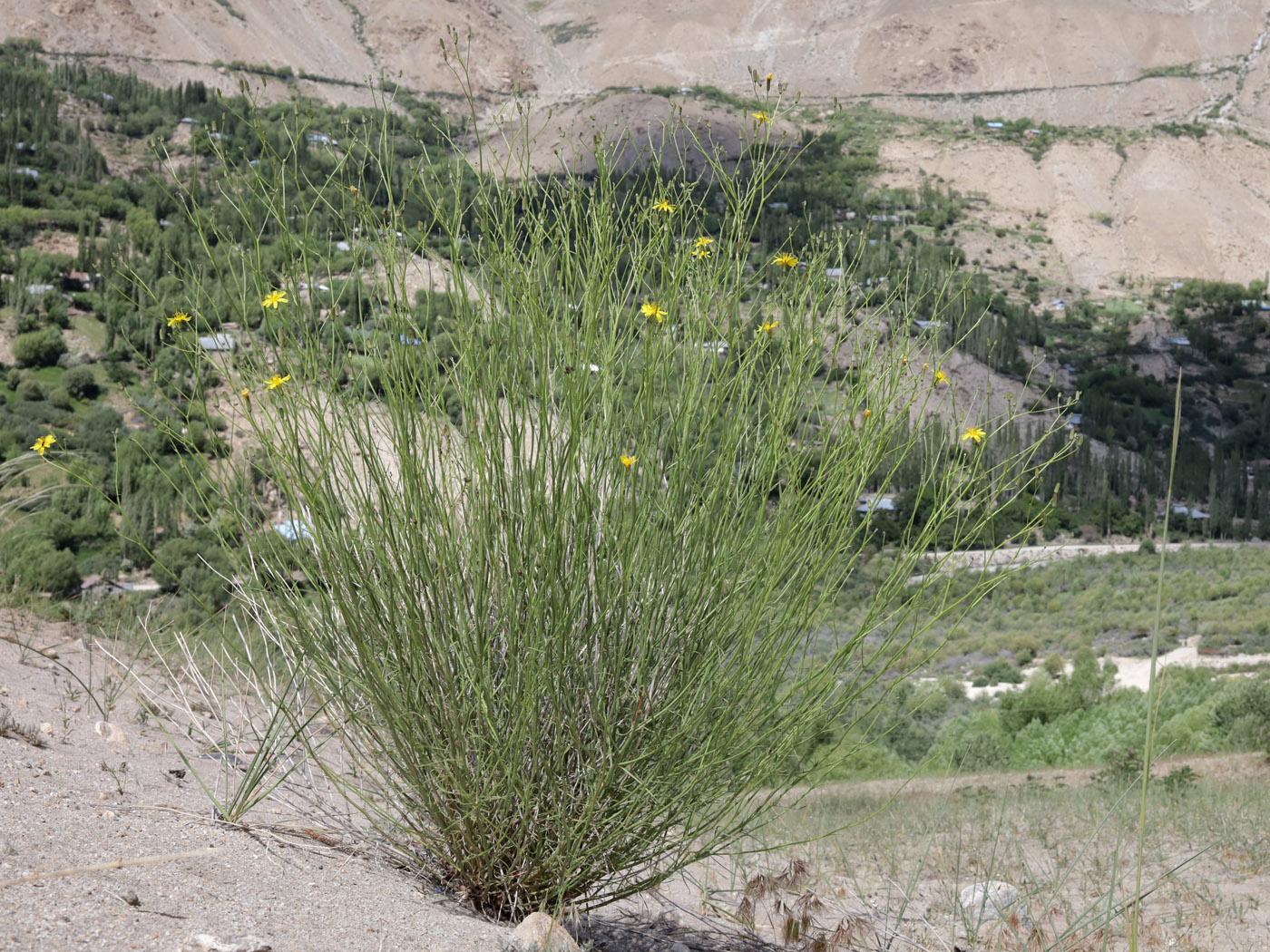Image of genus Chondrilla specimen.