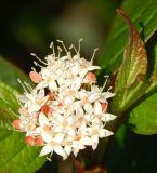 Viburnum lantana. Соцветие. Московская обл., г Одинцово, в культуре. Июль 2026 г.