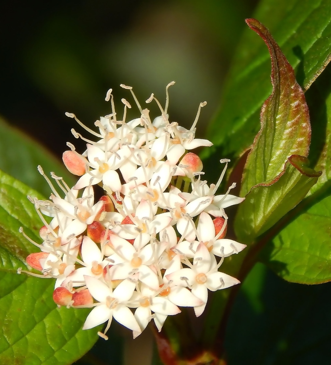 Image of Viburnum lantana specimen.