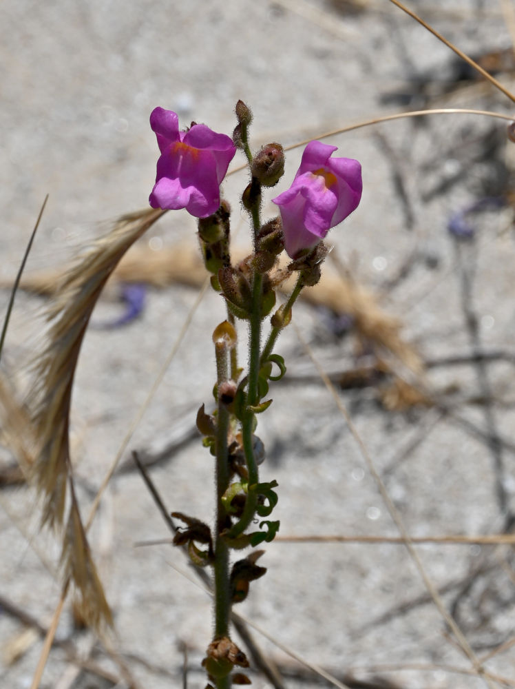 Изображение особи Antirrhinum cirrhigerum.