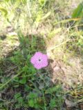 unknown species. Цветущее растение в березняке. Республика Татарстан (Татарстан), Спасский р-н, Трёхозёрское сельское поселение, остров Вертолётный. 09.07.2025.