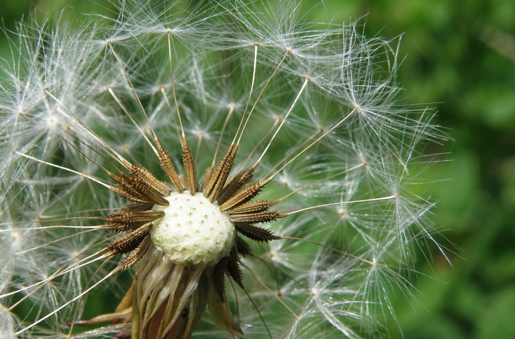 Изображение особи Taraxacum dahlstedtii.