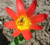 Tulipa kaufmanniana