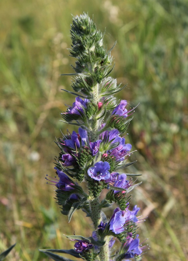 Изображение особи Echium vulgare.