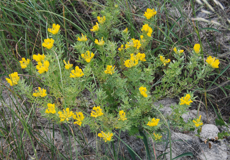 Image of Chamaecytisus austriacus specimen.