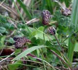 Thalictrum alpinum
