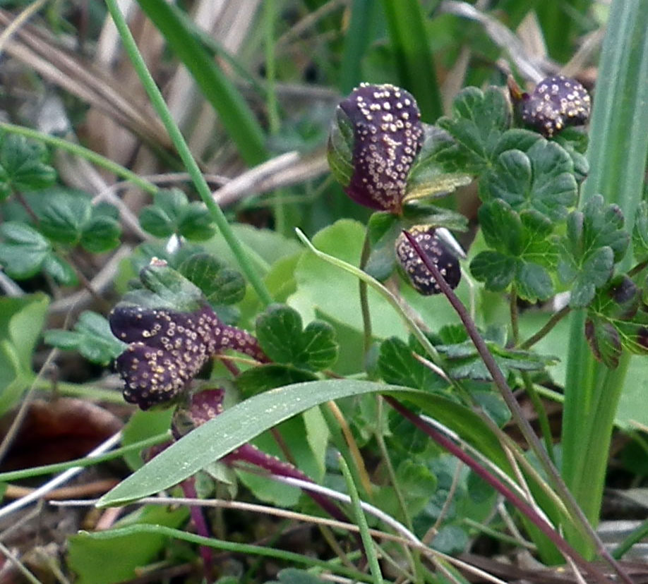 Изображение особи Thalictrum alpinum.