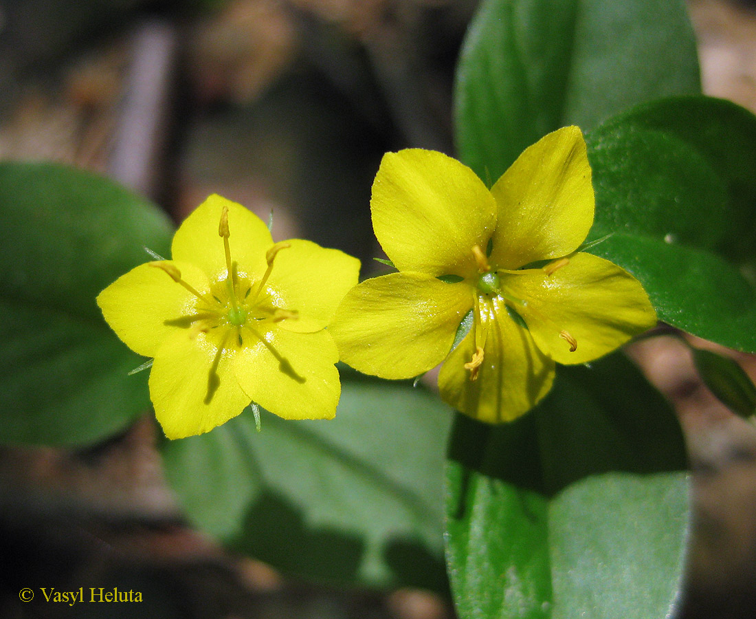 Изображение особи Lysimachia nemorum.