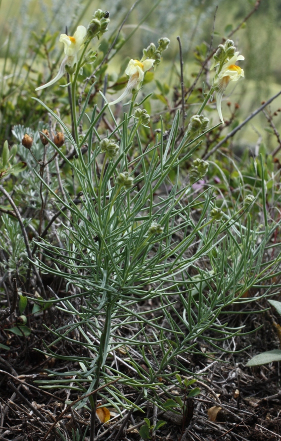 Изображение особи Linaria debilis.