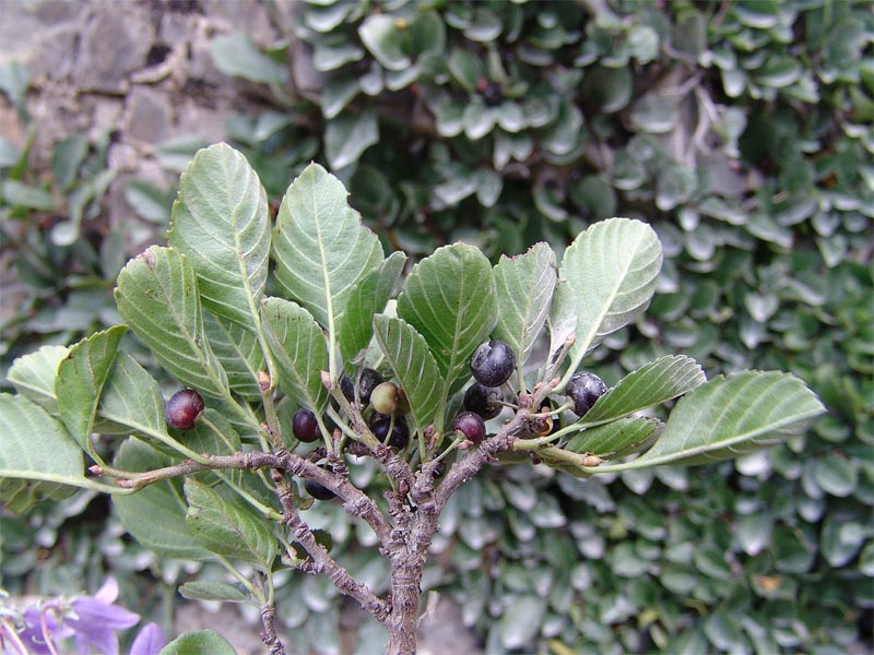 Изображение особи Rhamnus microcarpa.