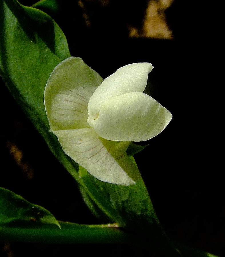 Изображение особи Lathyrus ochrus.