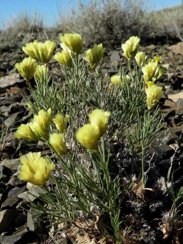 Image of Limonium chrysocomum specimen.