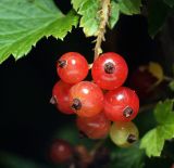 Ribes rubrum