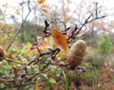 род Quercus. Плод и лист осенней раскраски. Испания, Страна Басков, Алаба, природный парк Горбейа, окрестности сельского поселения Гопеги. 6 ноября 2011 г.