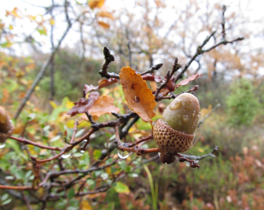 Изображение особи род Quercus.