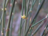 Ephedra equisetina