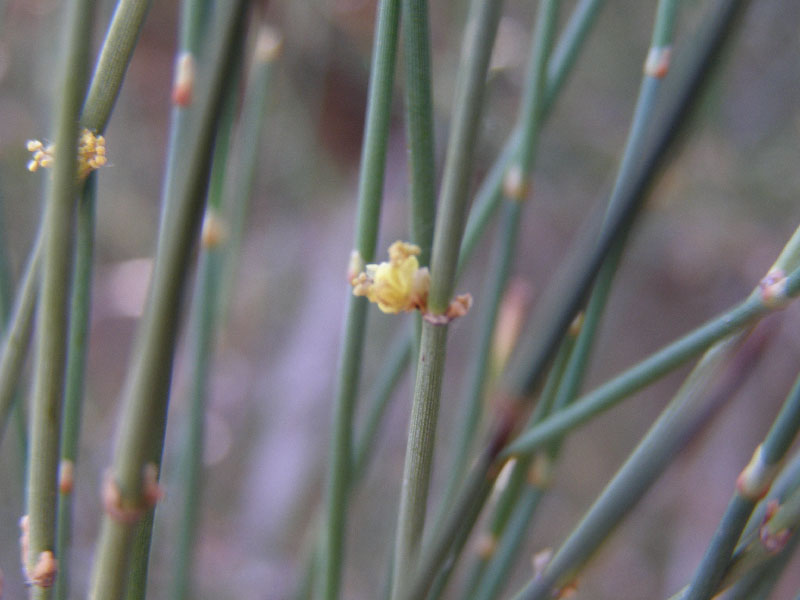 Image of Ephedra equisetina specimen.